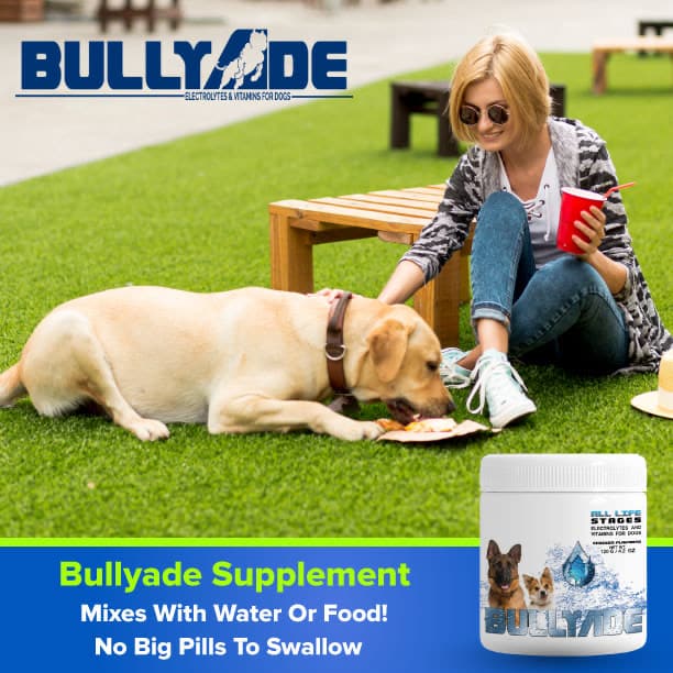 dog dehydration treatment home