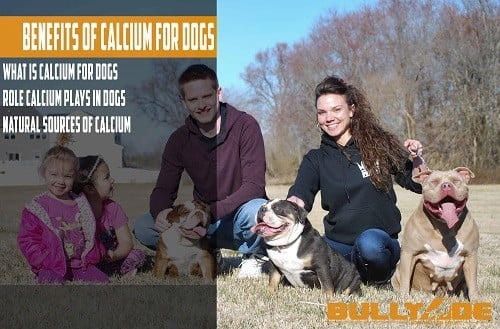 calcium for dogs treatment