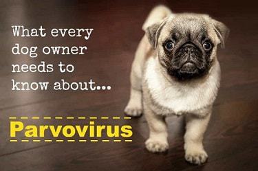 canine parvovirus treatment at home