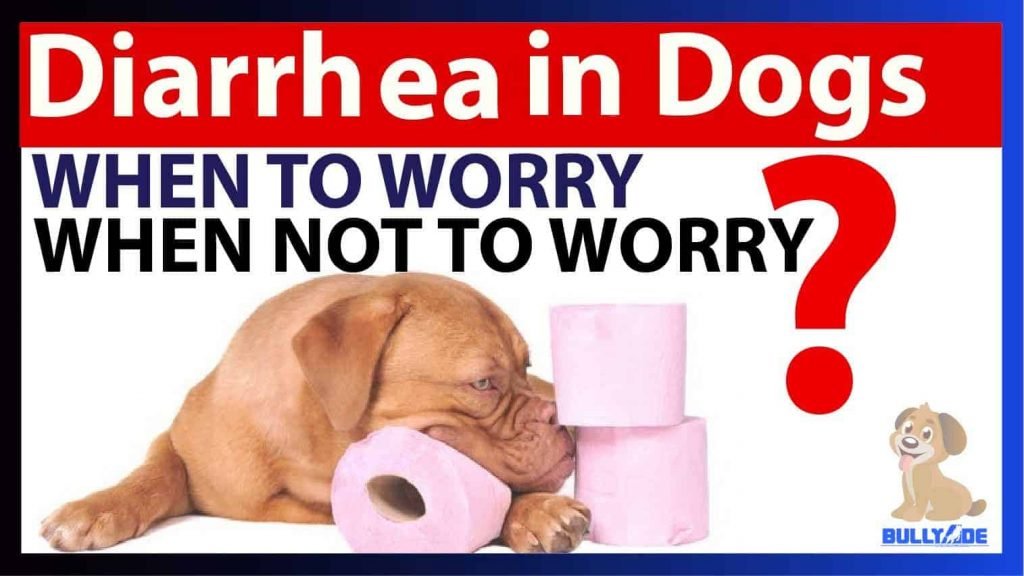 Diarrhea in dogs bullyade home treatment