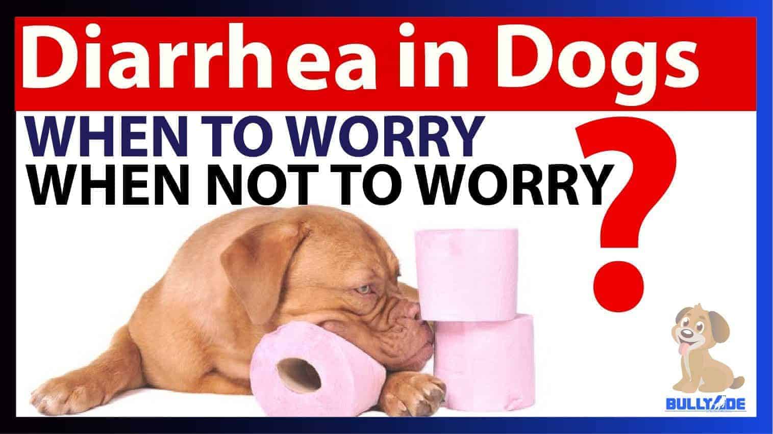 Dog Diarrhea Treatment with Bullyade Hydration
