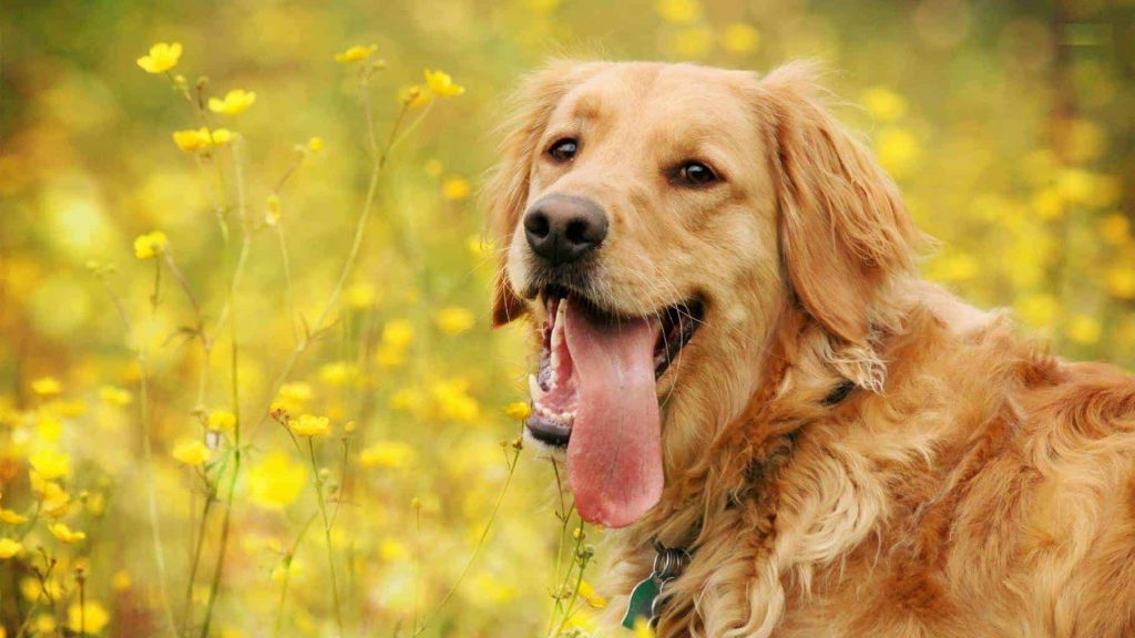 Best Vitamins for dogs