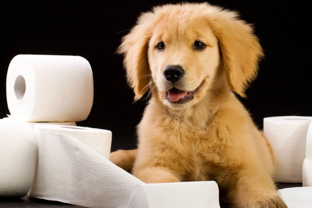 5 Simple Steps to Potty Train Your Puppy