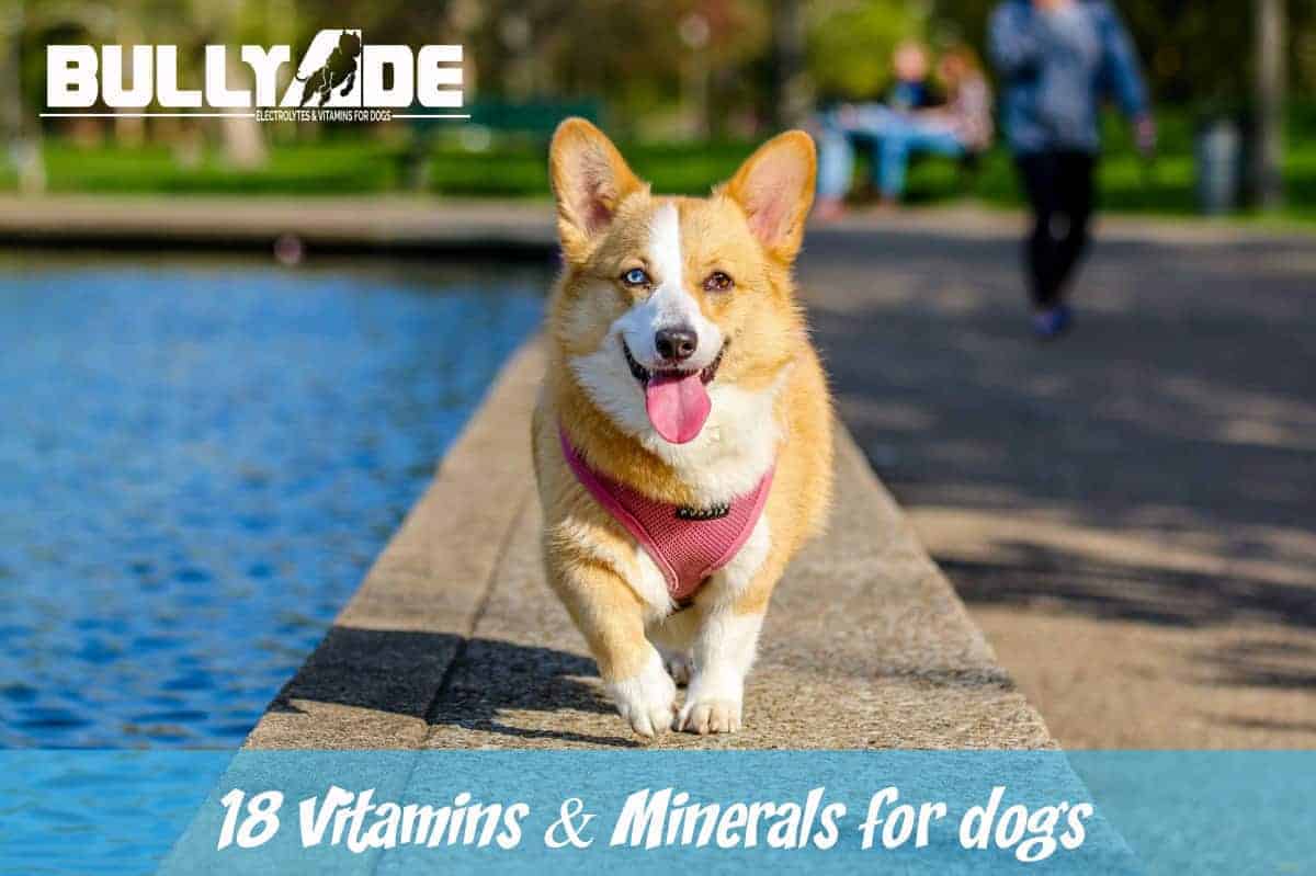 vitamins for dogs