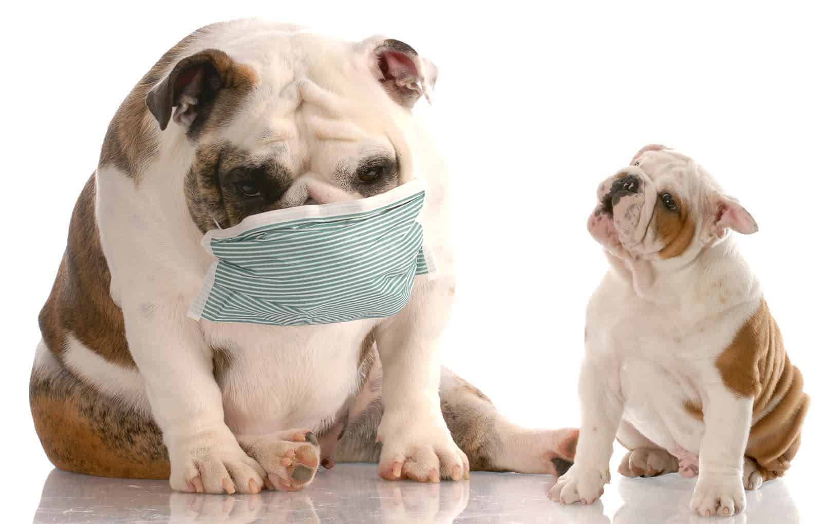 Dog Allergies Causes of Dog Allergies Ways to prevent