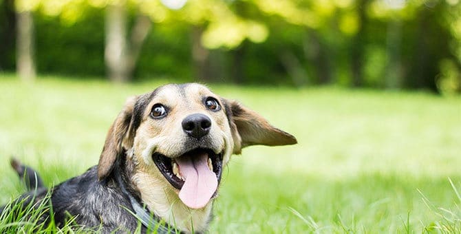Magnesium for dogs and their Benefits - Bullyade.com