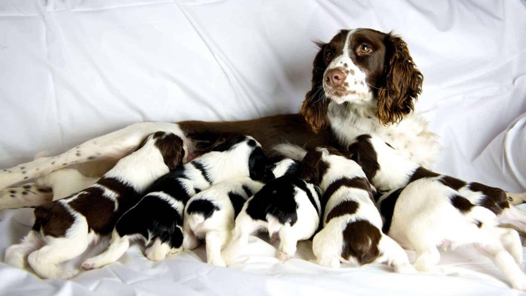 how to prepare for a litter of puppies
