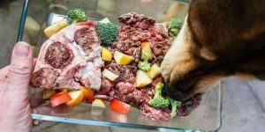 The Five Rules of Feeding Your Dog a Raw Food Diet