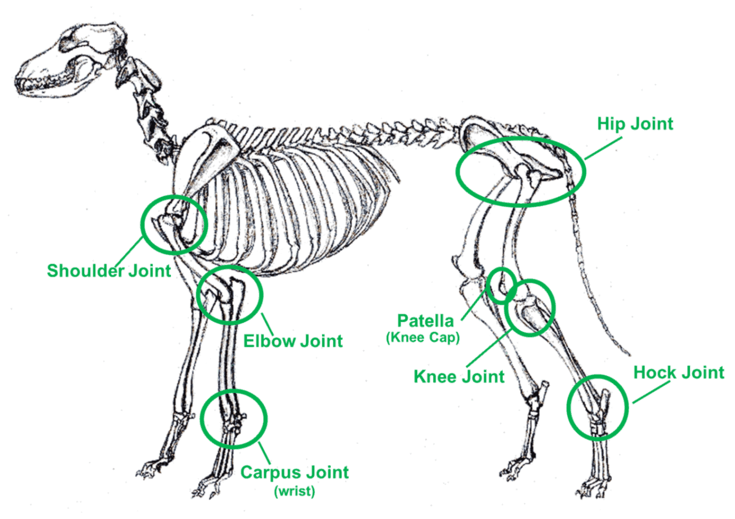 Natural Remedies for Dog Joint Problems Bullyade