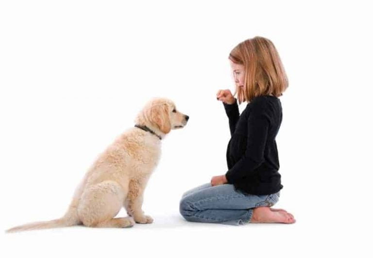 how to train your dog to sit and stay