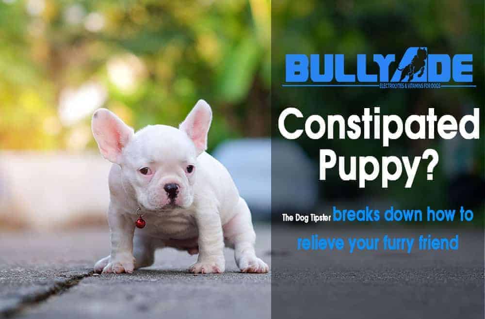 how to help a constipated puppy