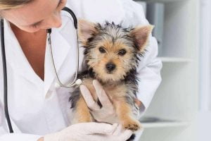 how to health check your dog at home
