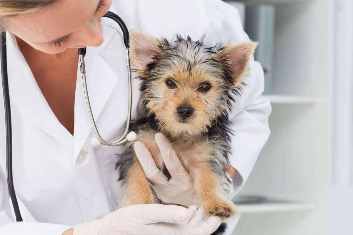 how to health check your dog at home