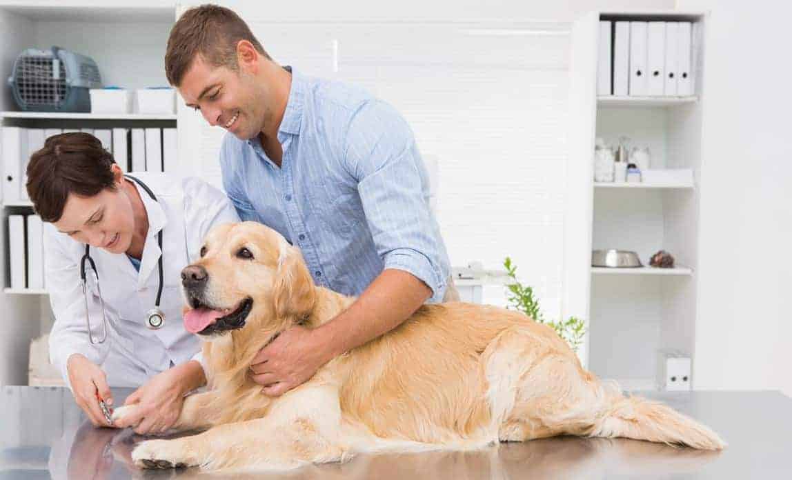 home treatment for dog skin problems