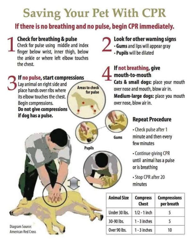 How to Perform CPR on dogs Artificial respiration on dogs