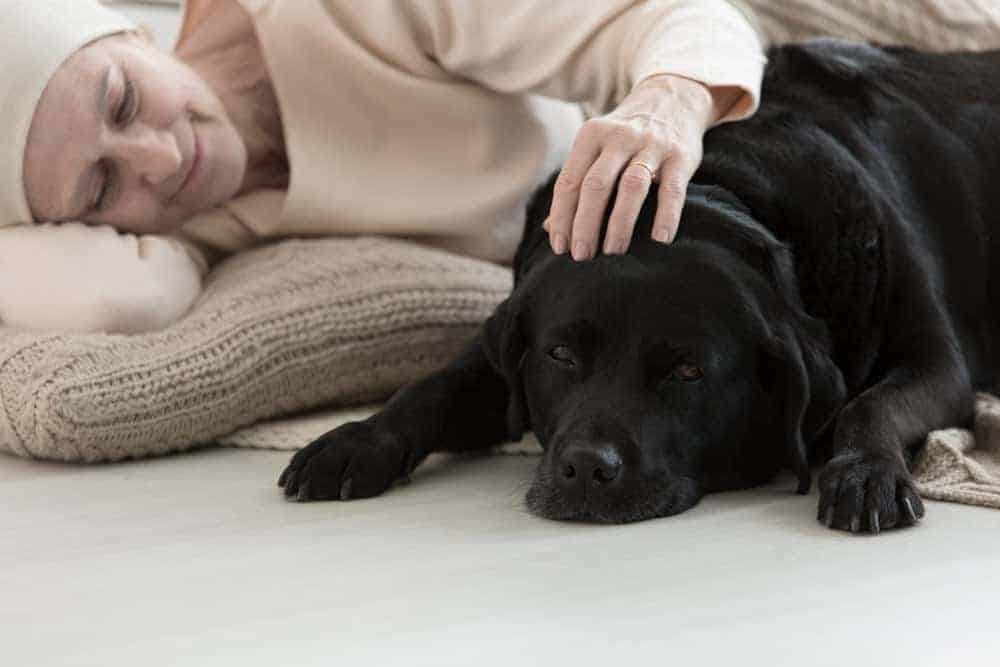 benefits of a therapy dog