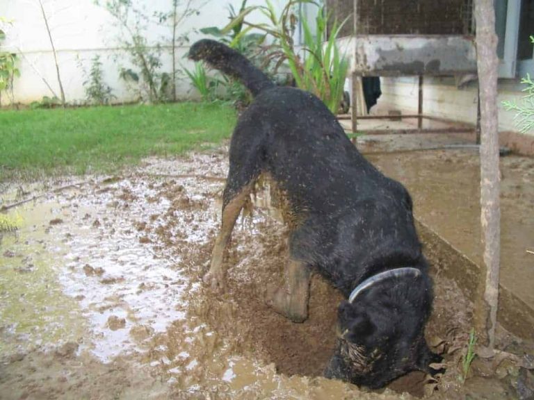 How to Stop Your Dog from Digging Holes in the Yard