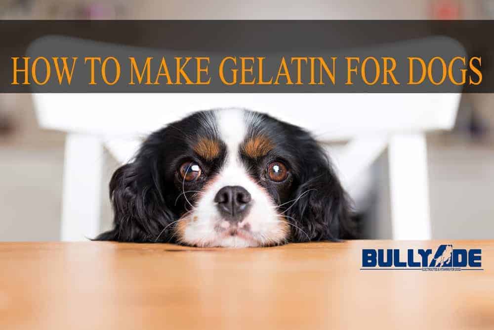 gelatin for dogs