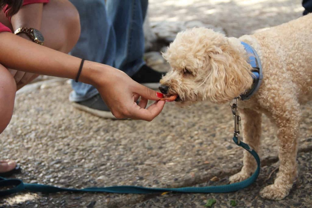 bullyade dog treats