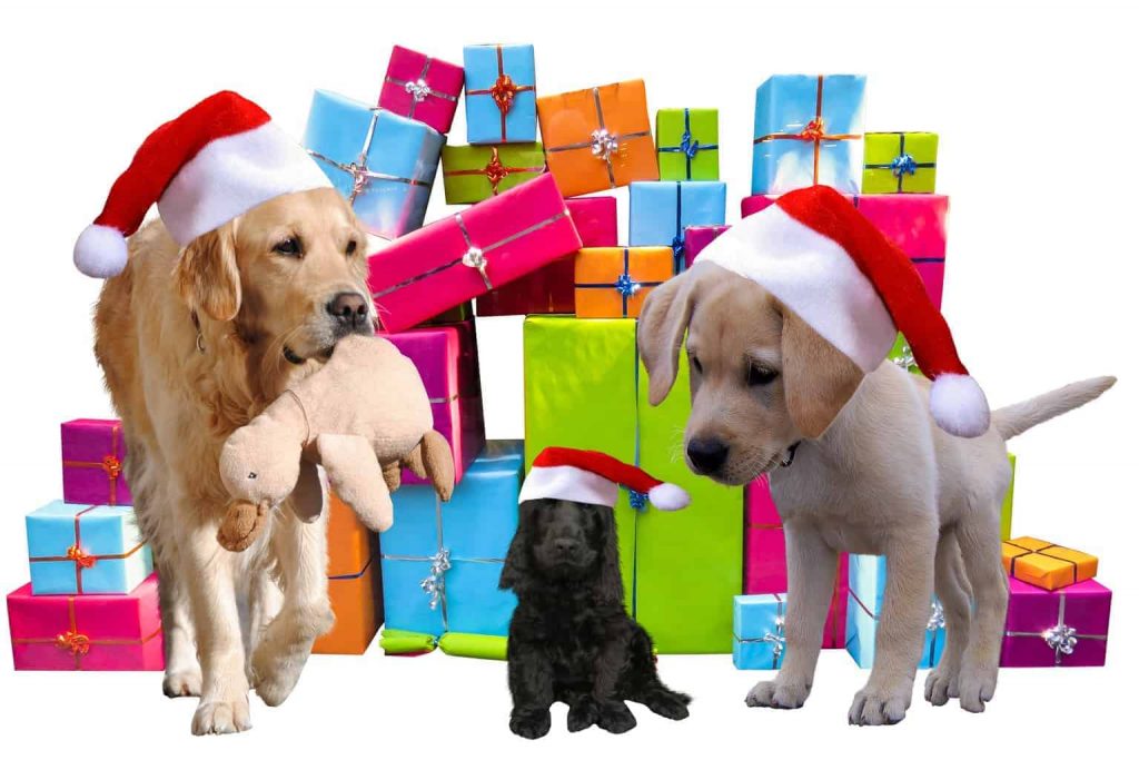 Top 20 GIFTS FOR DOGS