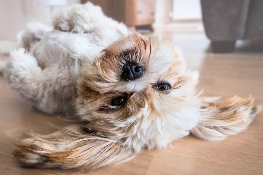 Number One Thing You Must Do to Keep Your Dog’s Hair Shiny
