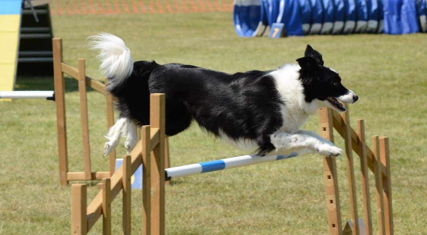 Top 3 Dog Exercise Equipment for the Summer; and Winter