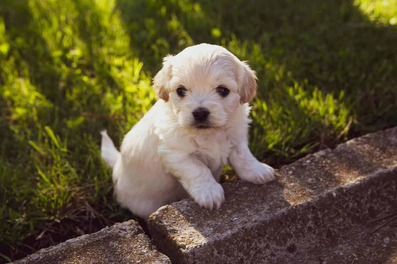 best vitamins for dogs and newborn puppies