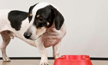 Why A Puppy Won't Eat Their Food; 5 Reasons, Answer Solved