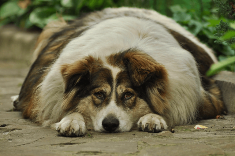 What is the Best Nutrition Diet for a Dog With Diabetes? Diabetes in dogs