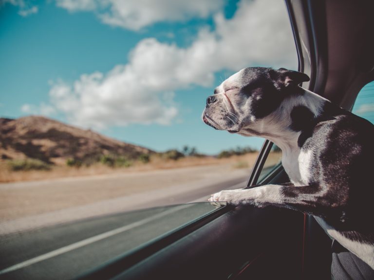 car sickness in dogs