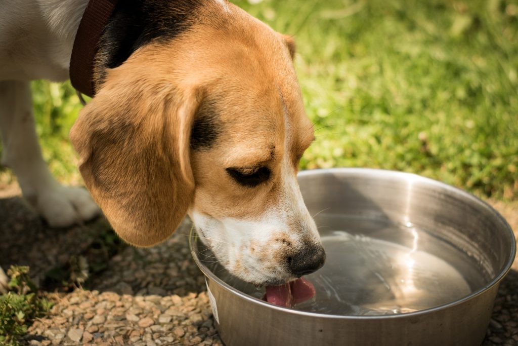 help your dog drink more water