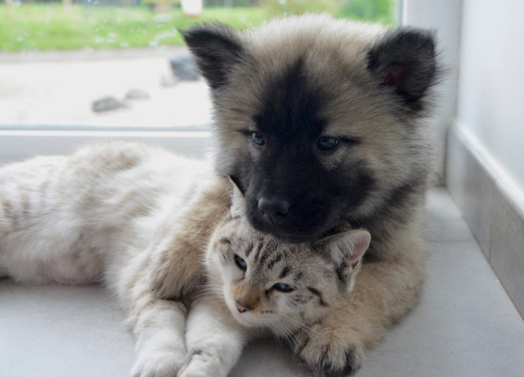 introduce a dog to a cat