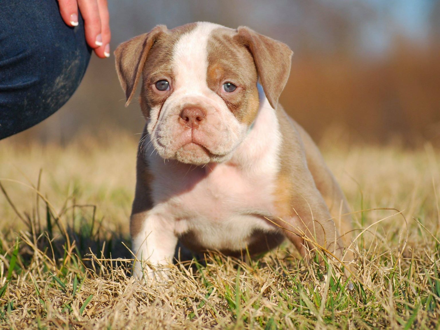 Best Dog Vitamins and Supplements For Puppies in 2022