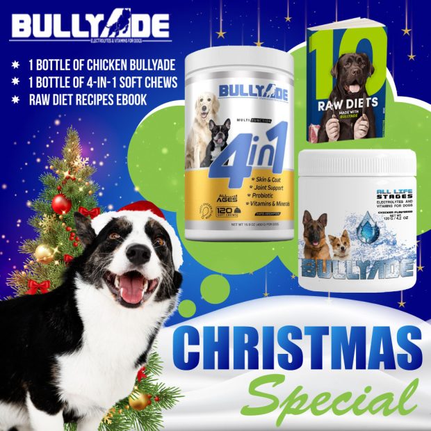 Pets Christmas Sale Special
