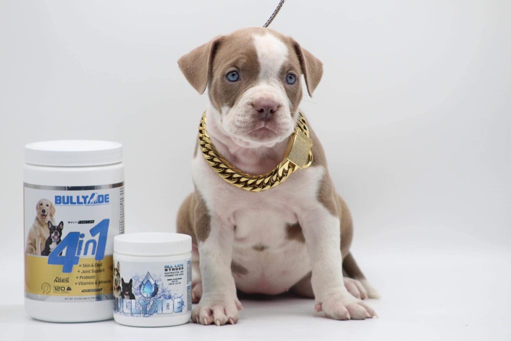 vitamins for pregnant dogs