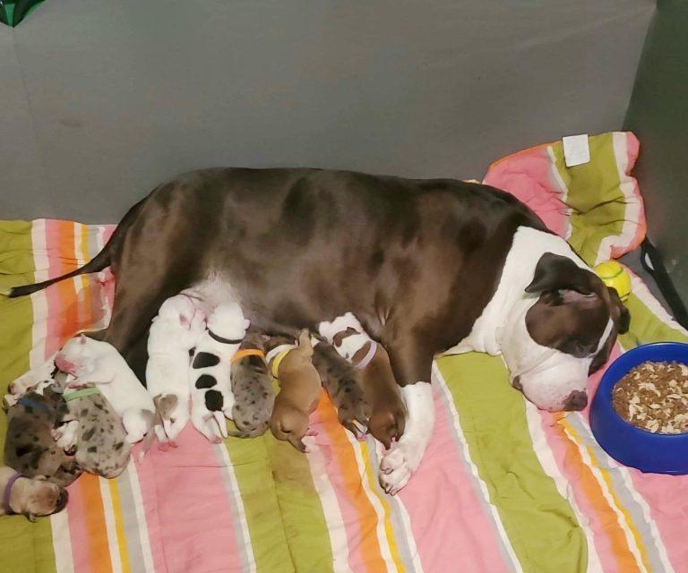 Vitamins For Pregnant Dogs Essential Vitamins For Nursing Dogs.