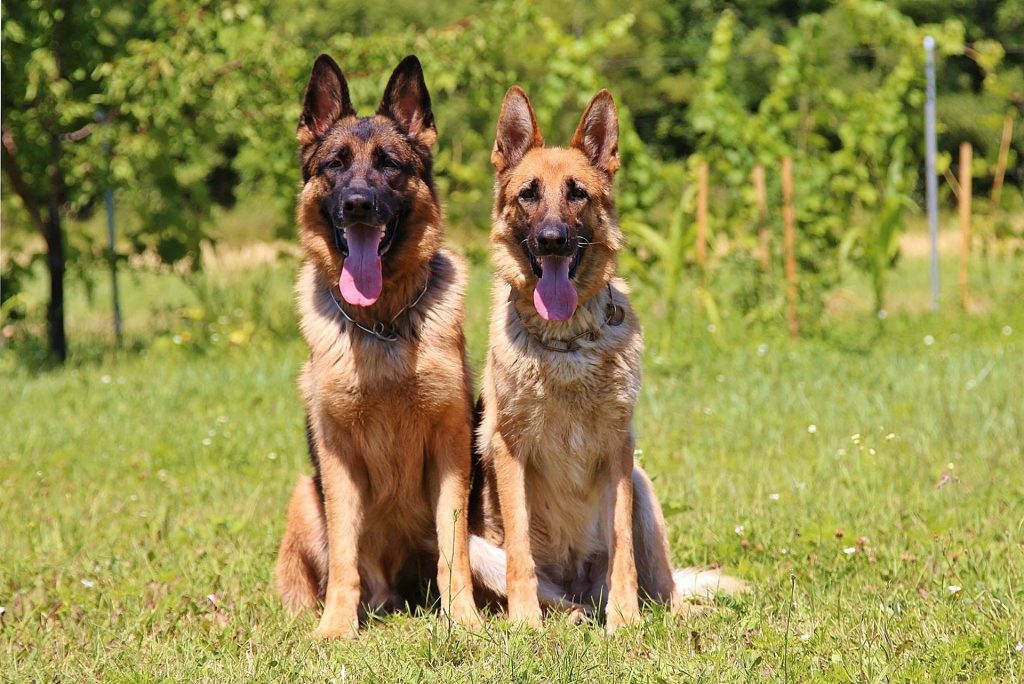 German Shepherd Supplements