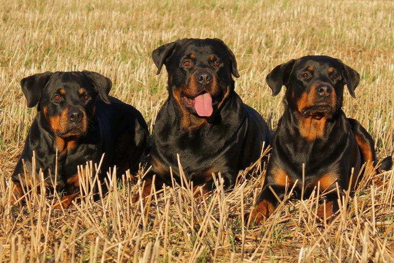 best supplements for rottweilers