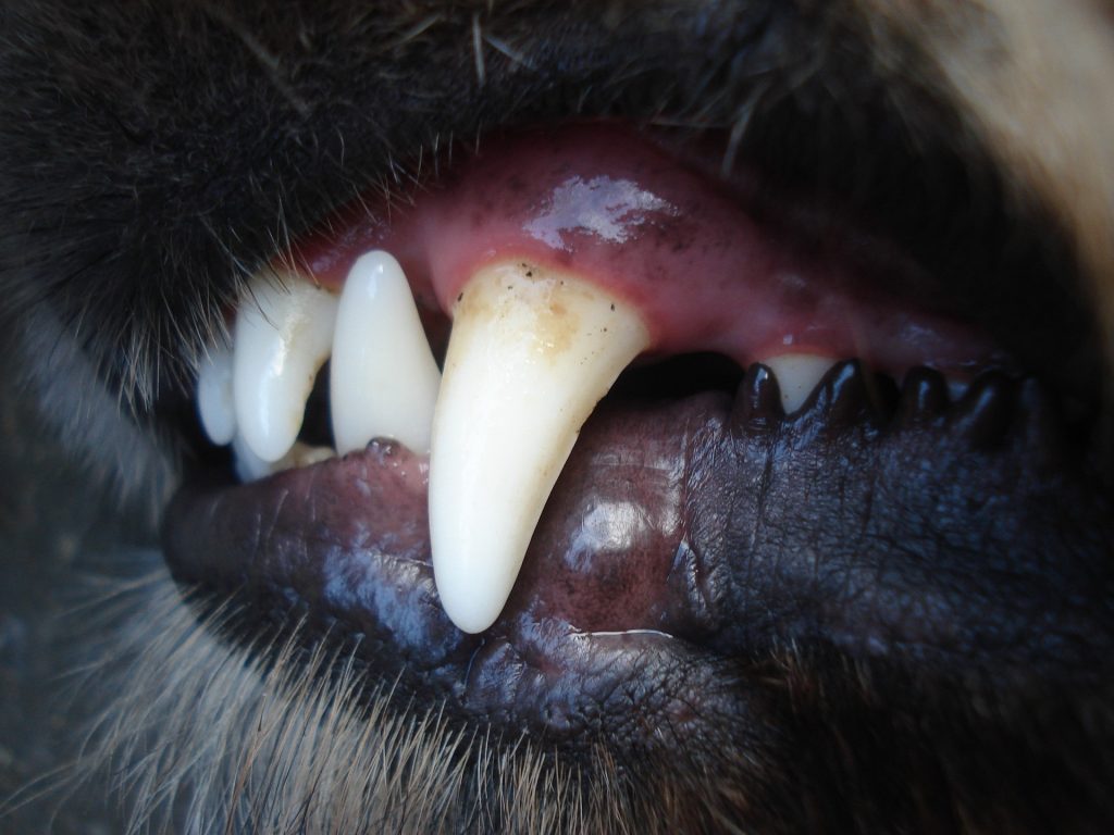dog bad breath plaque