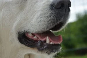 dog bad breath