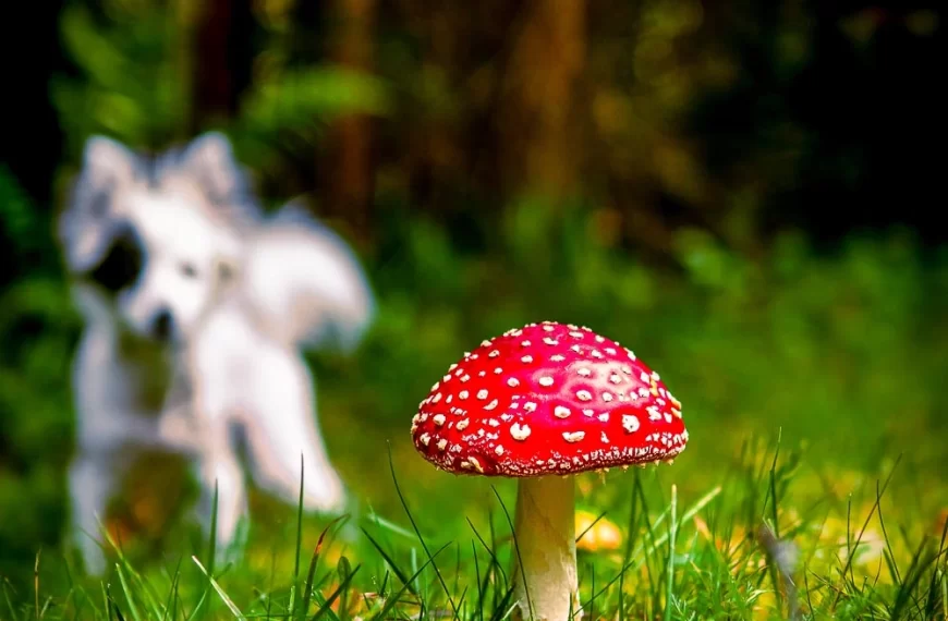 mushroom poisoning in dogs