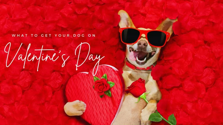 Dog Valentines Gift ideas
