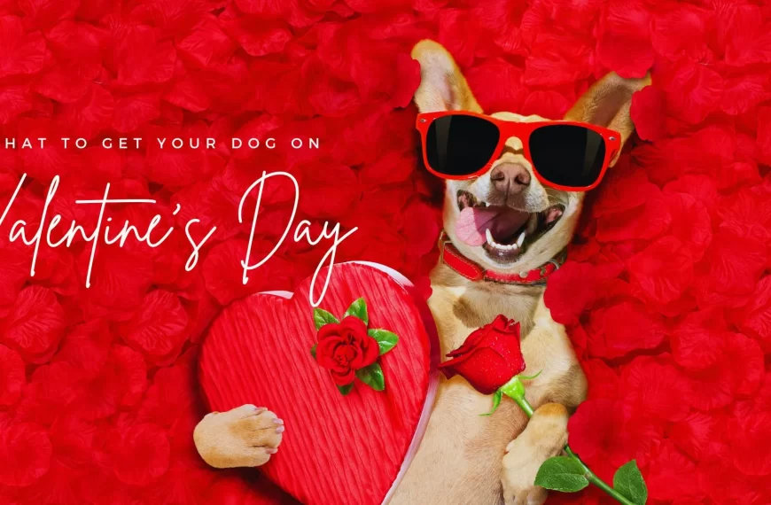Dog Valentines Gift ideas