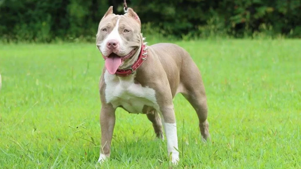 American bully dog exercising