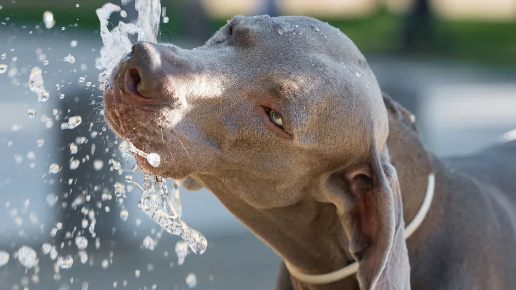 Electrolyte water for dogs