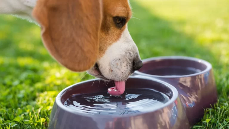 electrolyte for dogs