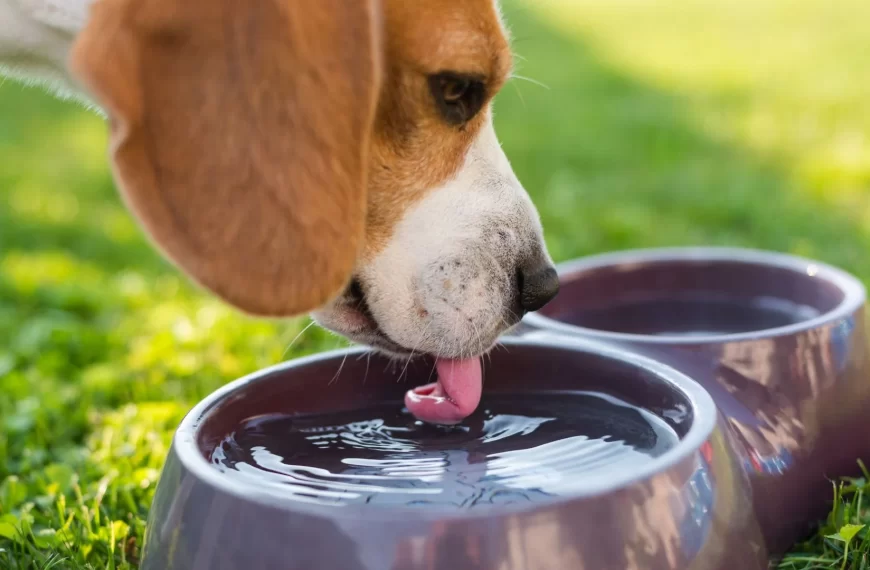 electrolyte for dogs