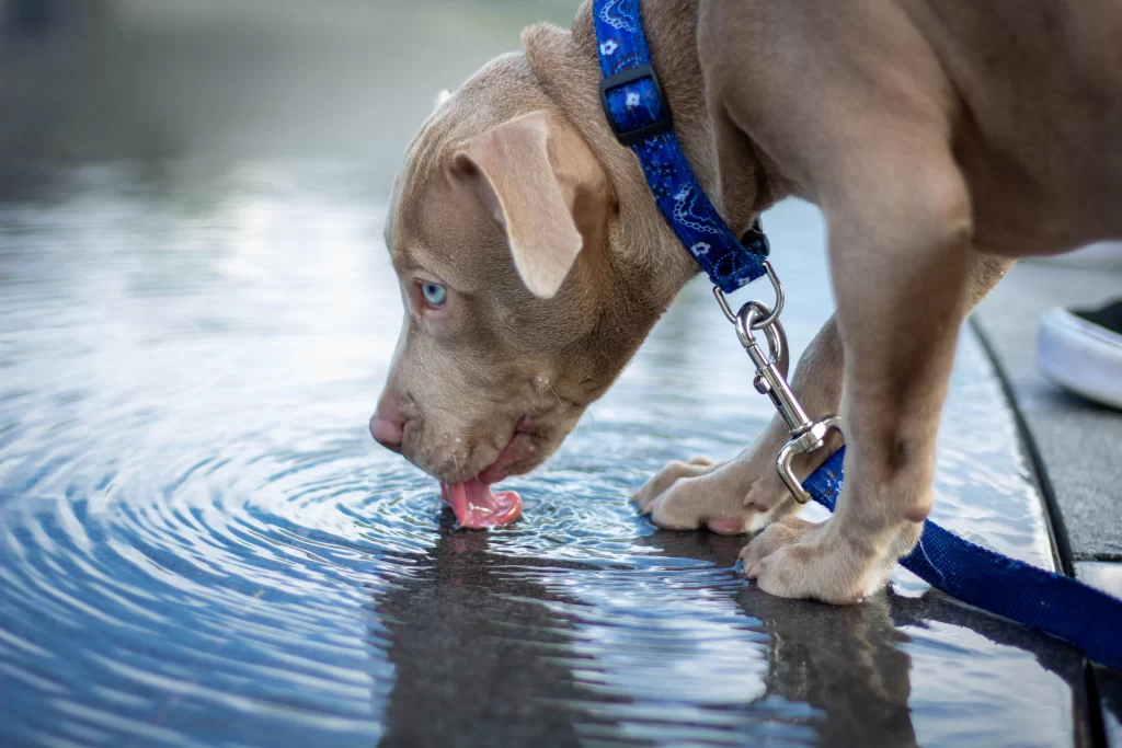 Dog Not Drinking Water