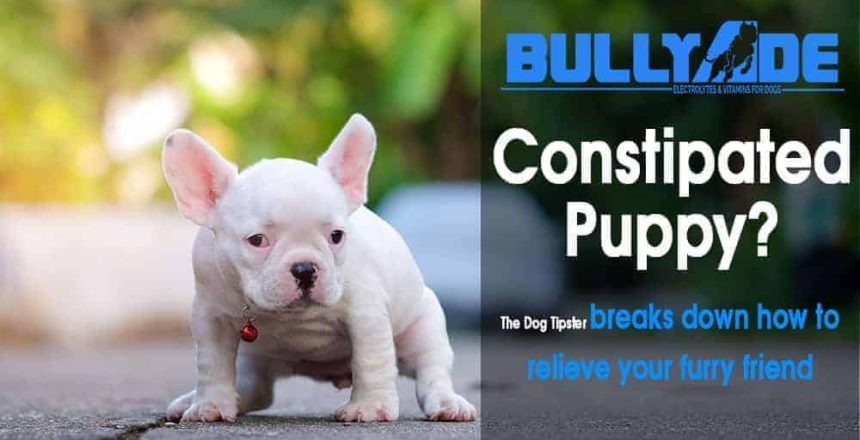 how to help a constipated puppy